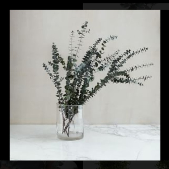 🌱RESTOCKED🌱Real Silver Dollar Eucalyptus-Dried - Picture 9 of 10